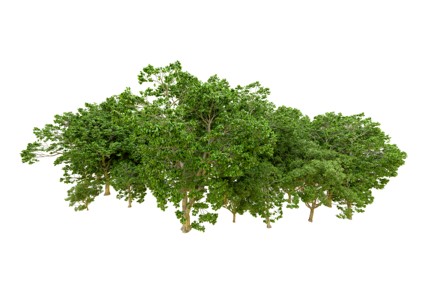 Green forest isolated on background. 3d rendering - illustration png