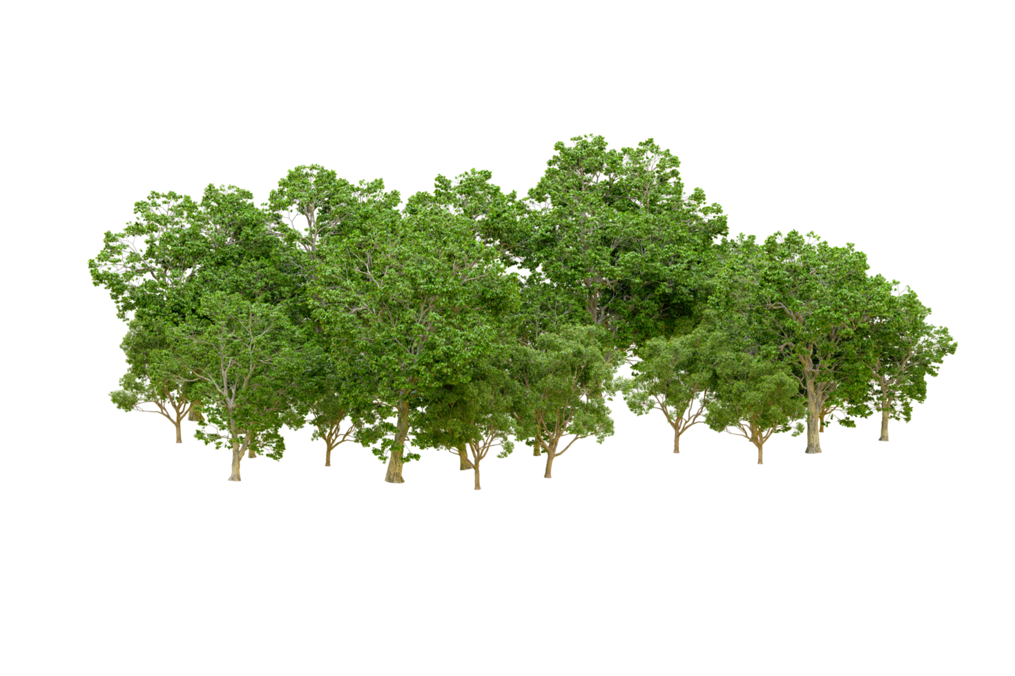 Green forest isolated on background. 3d rendering - illustration png