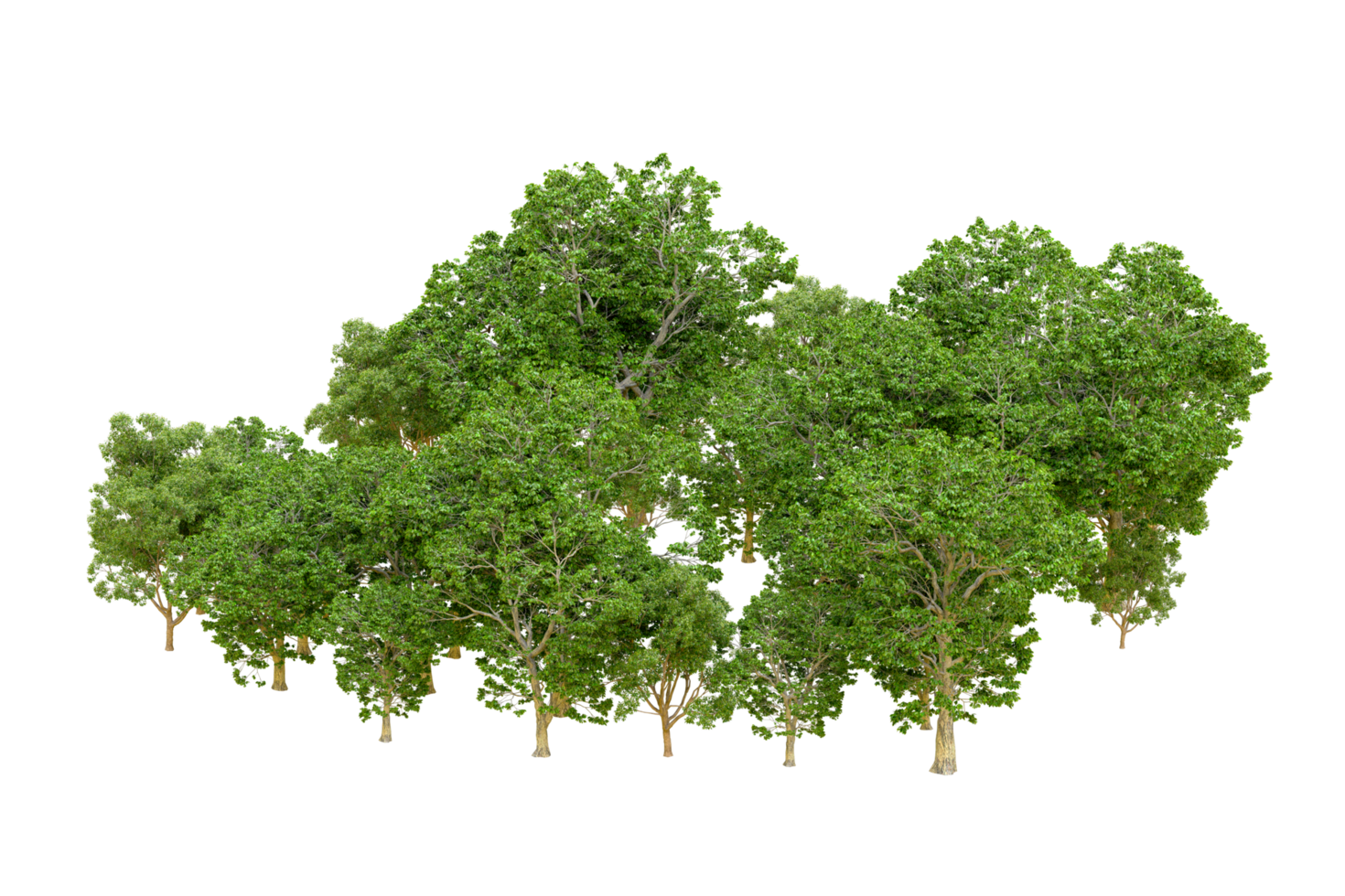 Green forest isolated on background. 3d rendering - illustration png