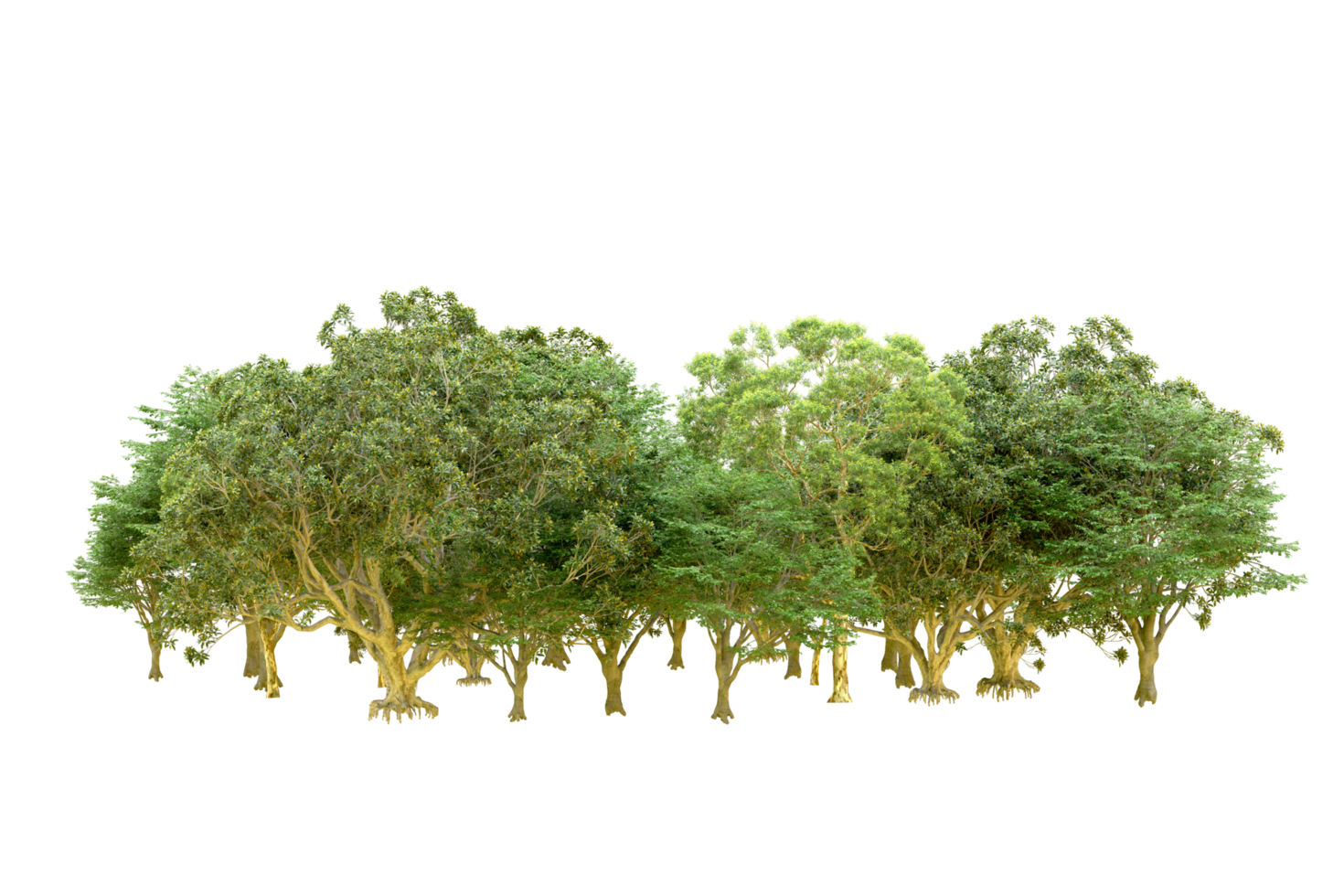 Green forest isolated on background. 3d rendering - illustration png