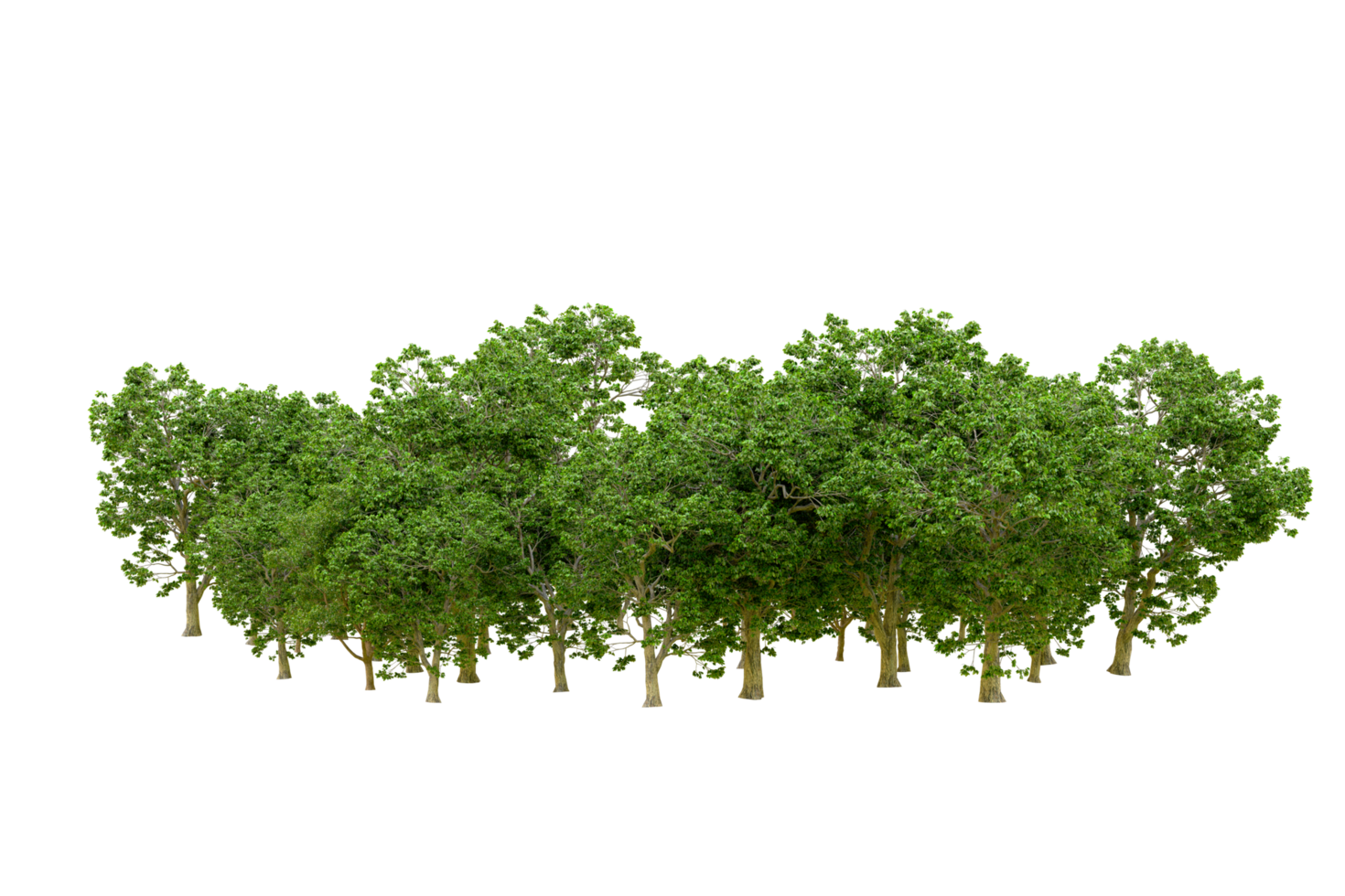 Green forest isolated on background. 3d rendering - illustration png