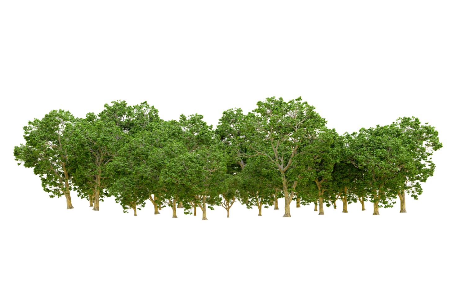 Green forest isolated on background. 3d rendering - illustration png