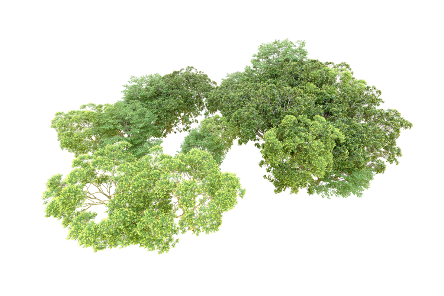 Green forest isolated on background. 3d rendering - illustration png