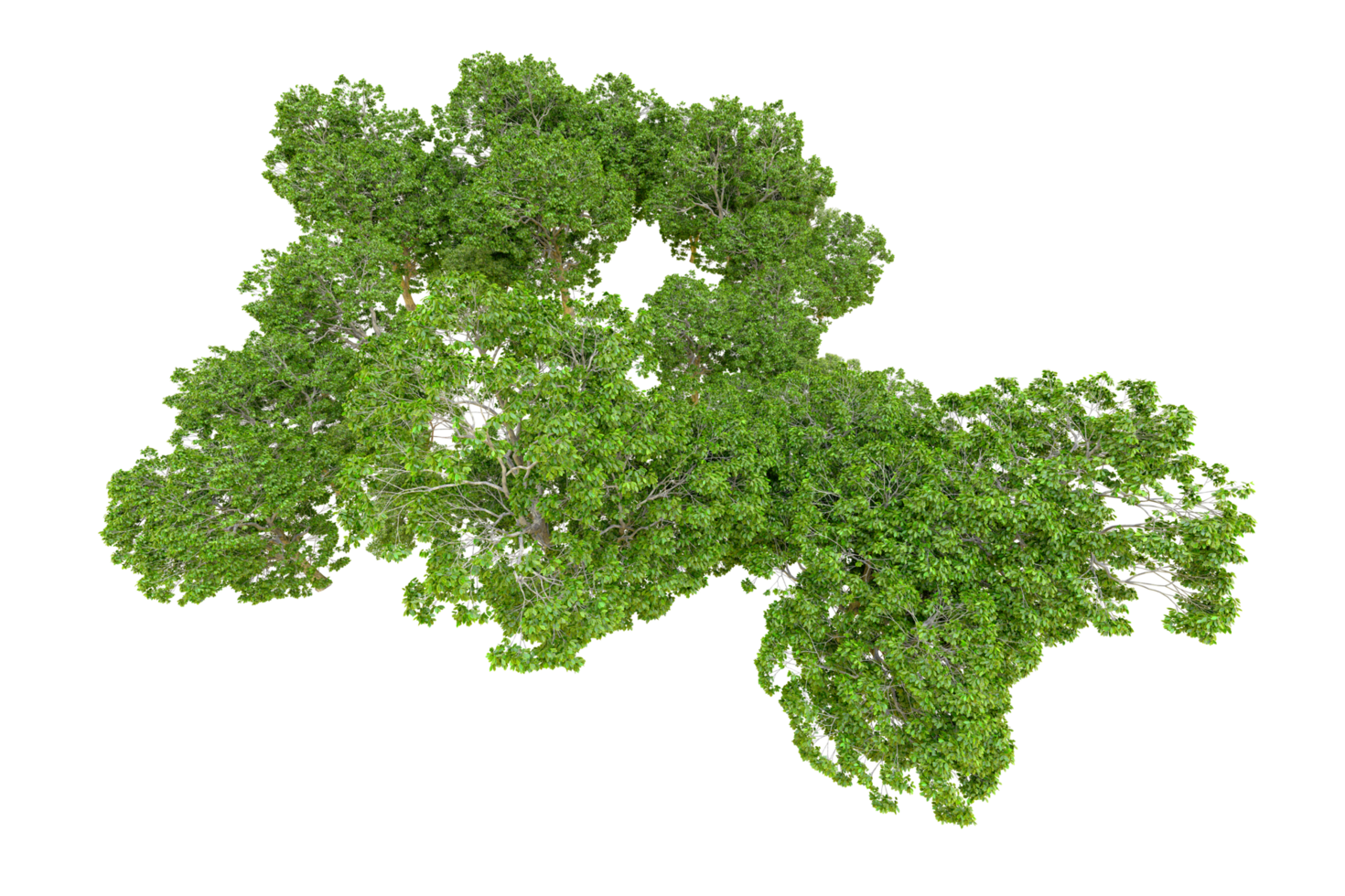 Green forest isolated on background. 3d rendering - illustration png