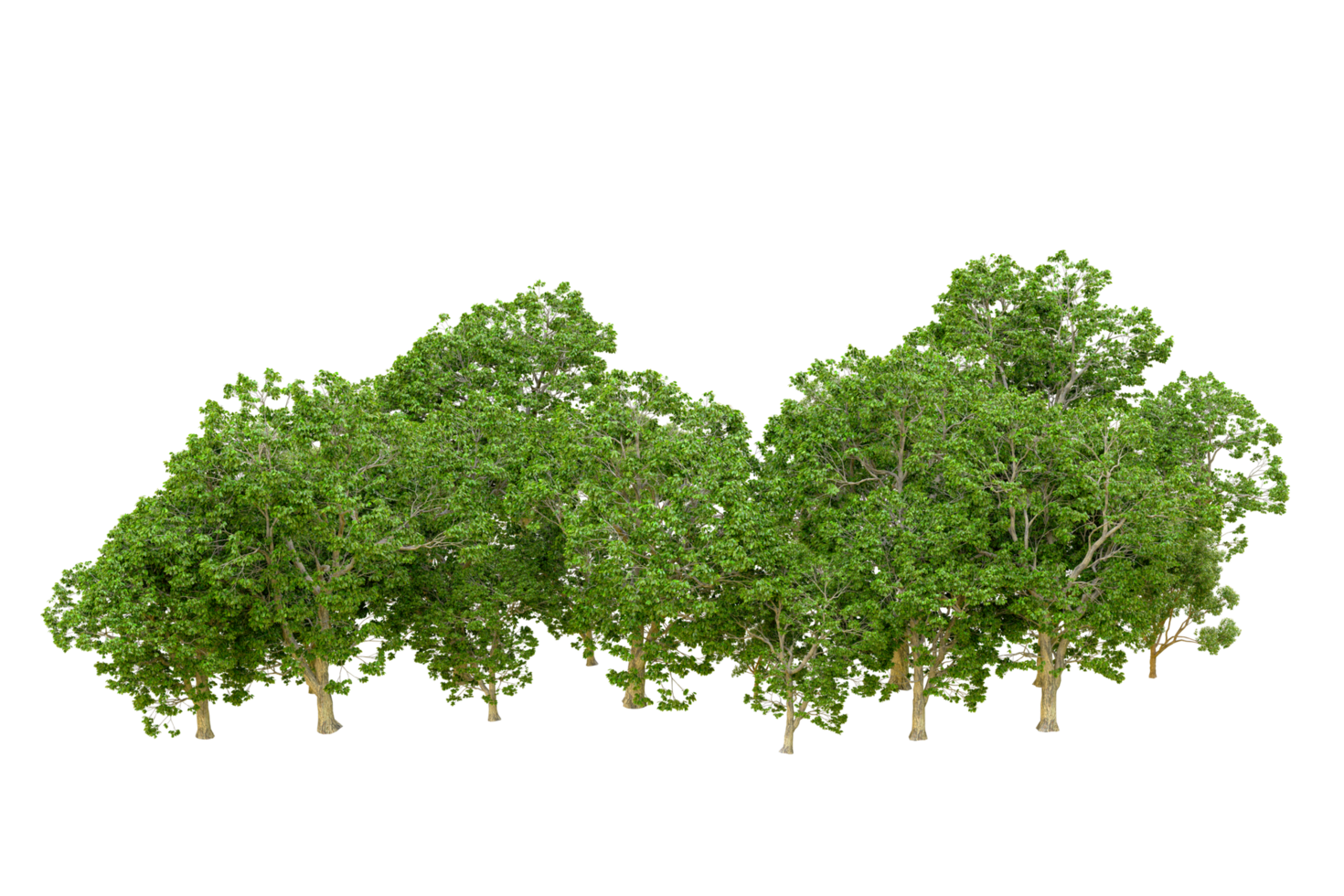 Green forest isolated on background. 3d rendering - illustration png