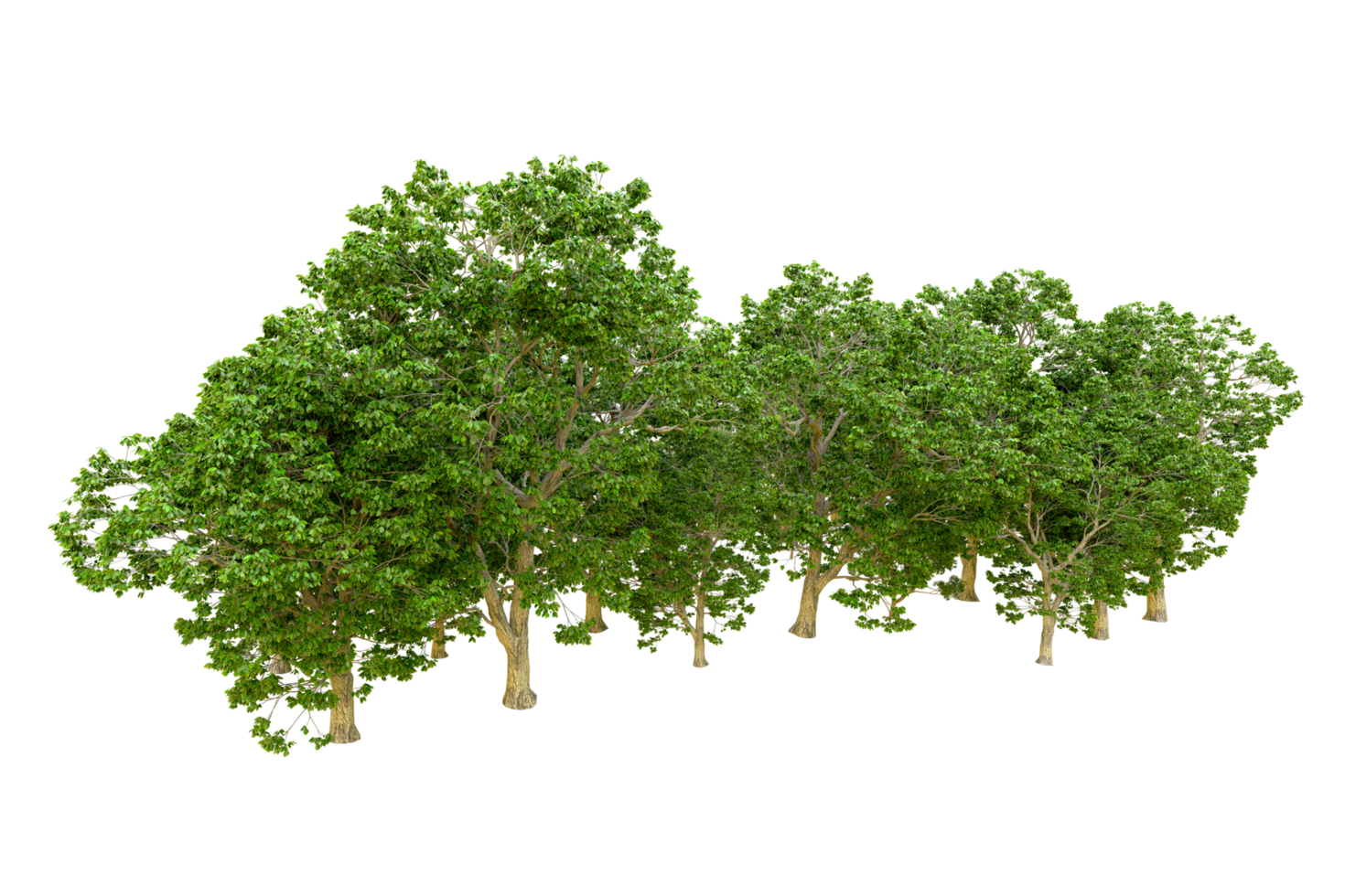 Green forest isolated on background. 3d rendering - illustration png