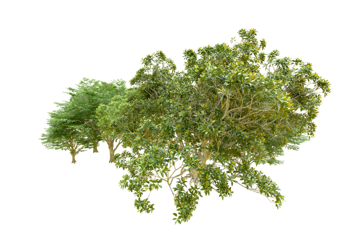 Green forest isolated on background. 3d rendering - illustration png