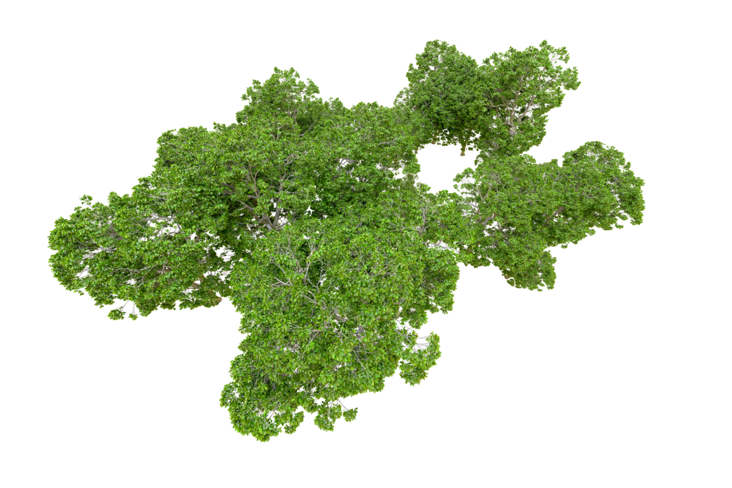 Green forest isolated on background. 3d rendering - illustration png