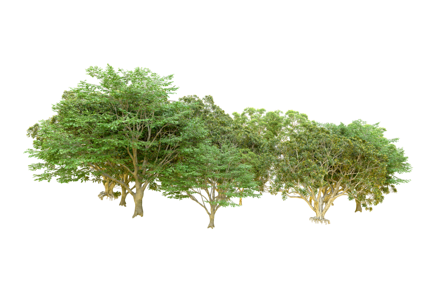 Green forest isolated on background. 3d rendering - illustration png
