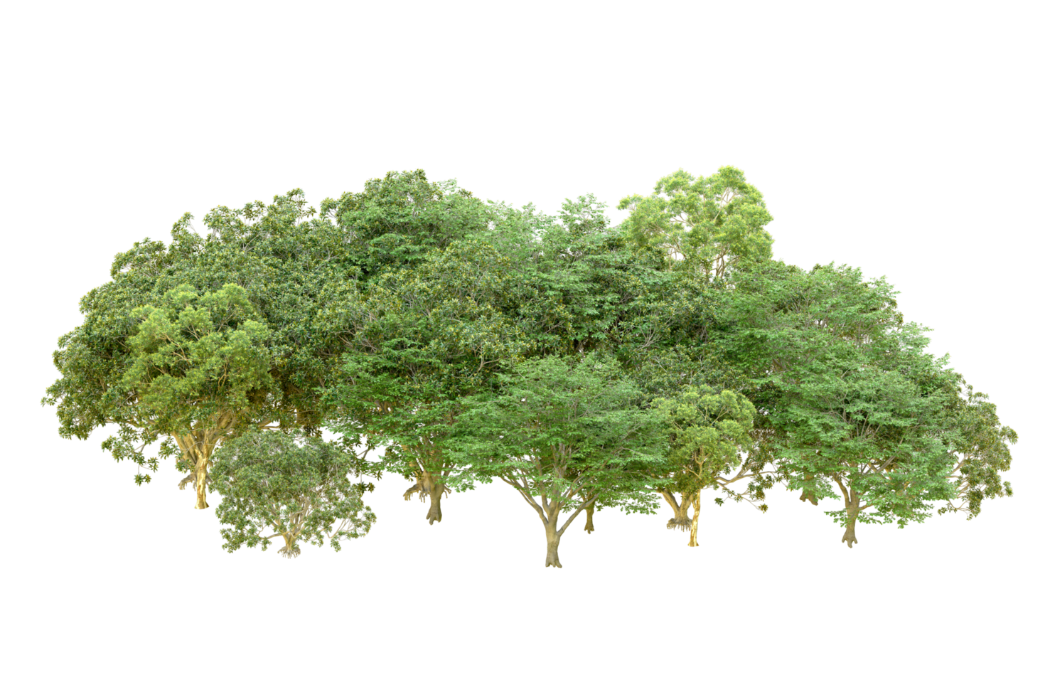 Green forest isolated on background. 3d rendering - illustration png