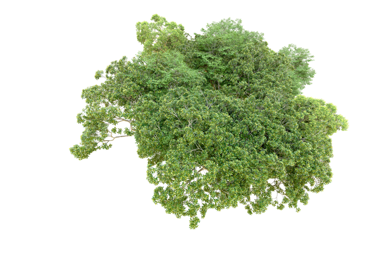 Green forest isolated on background. 3d rendering - illustration png