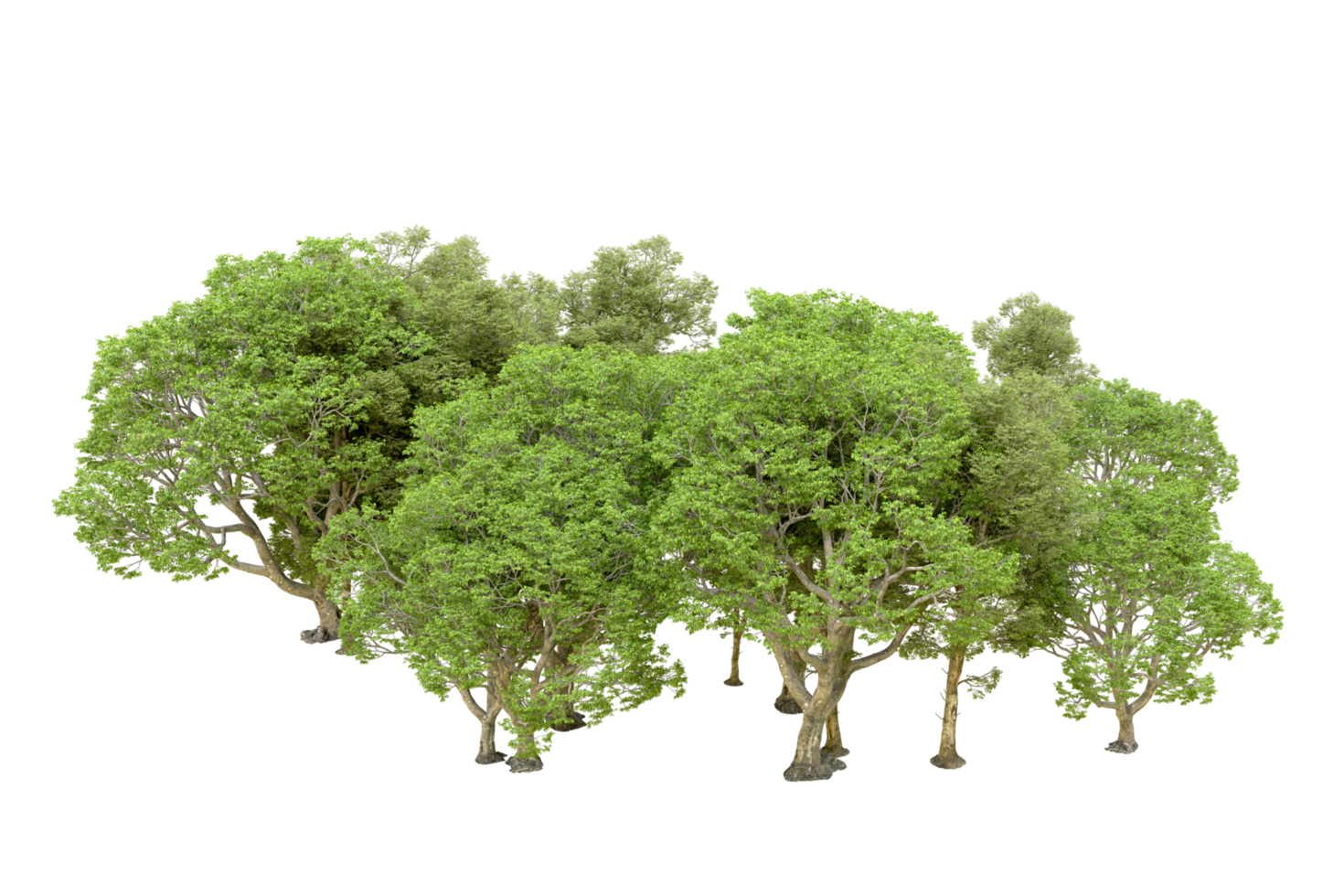 Green forest isolated on background. 3d rendering - illustration png