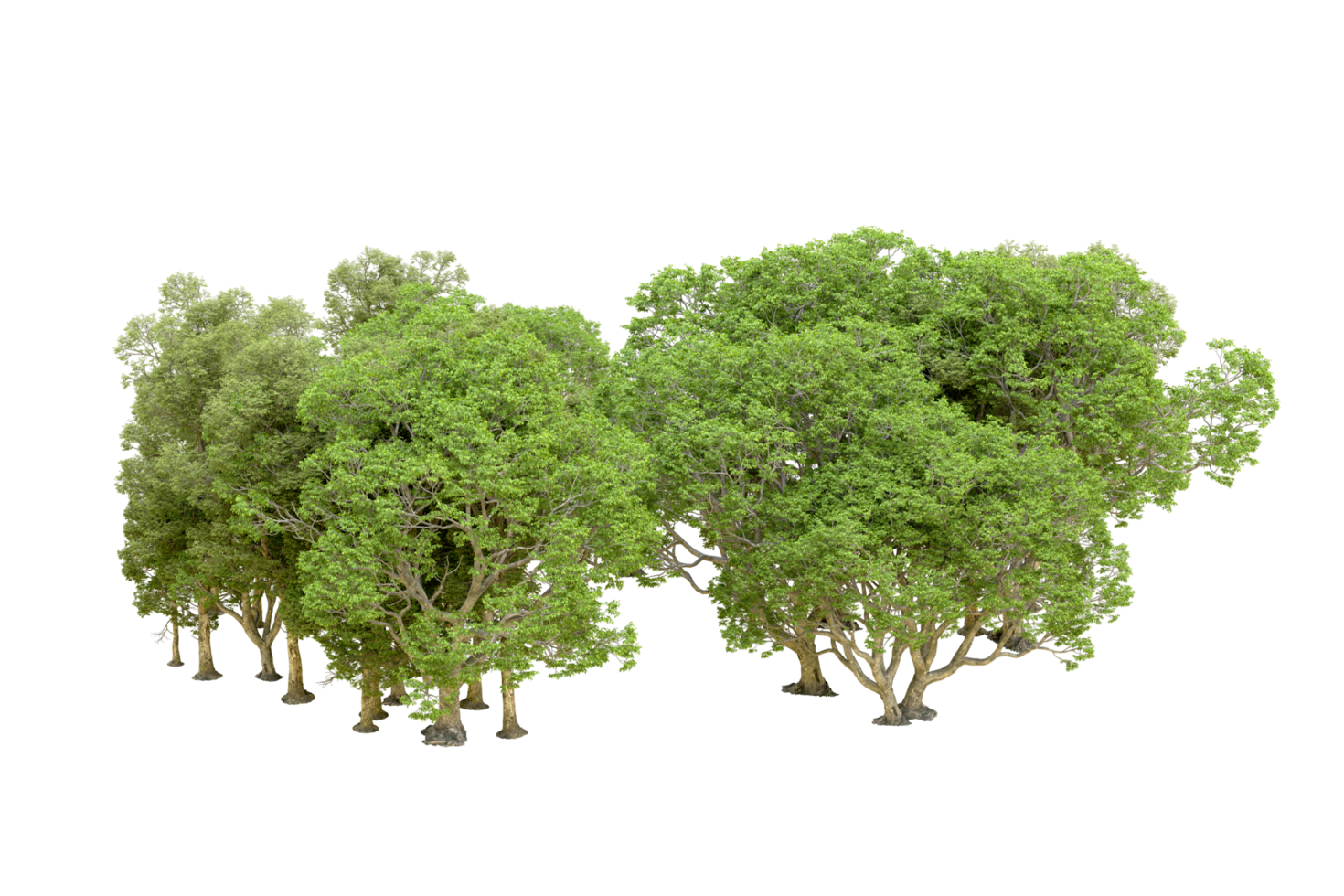 Green forest isolated on background. 3d rendering - illustration png