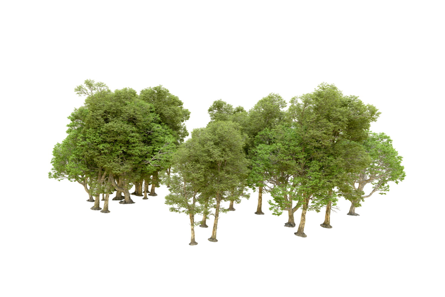 Green forest isolated on background. 3d rendering - illustration png