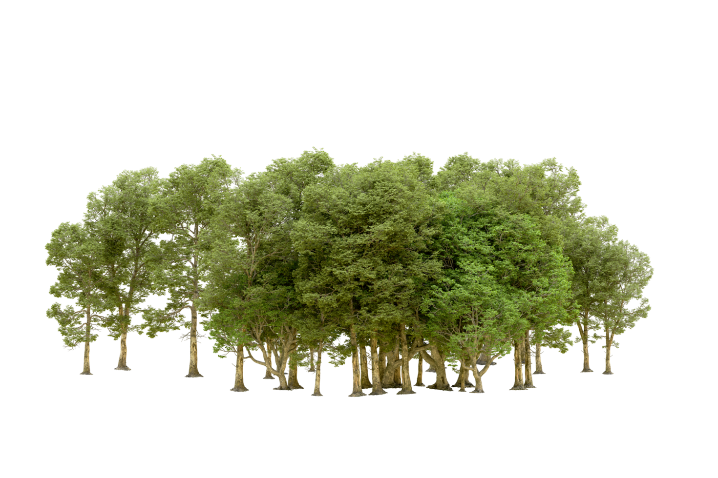 Green forest isolated on background. 3d rendering - illustration png