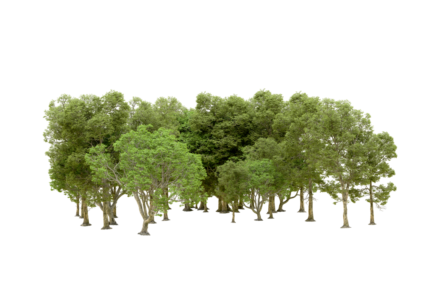 Green forest isolated on background. 3d rendering - illustration png