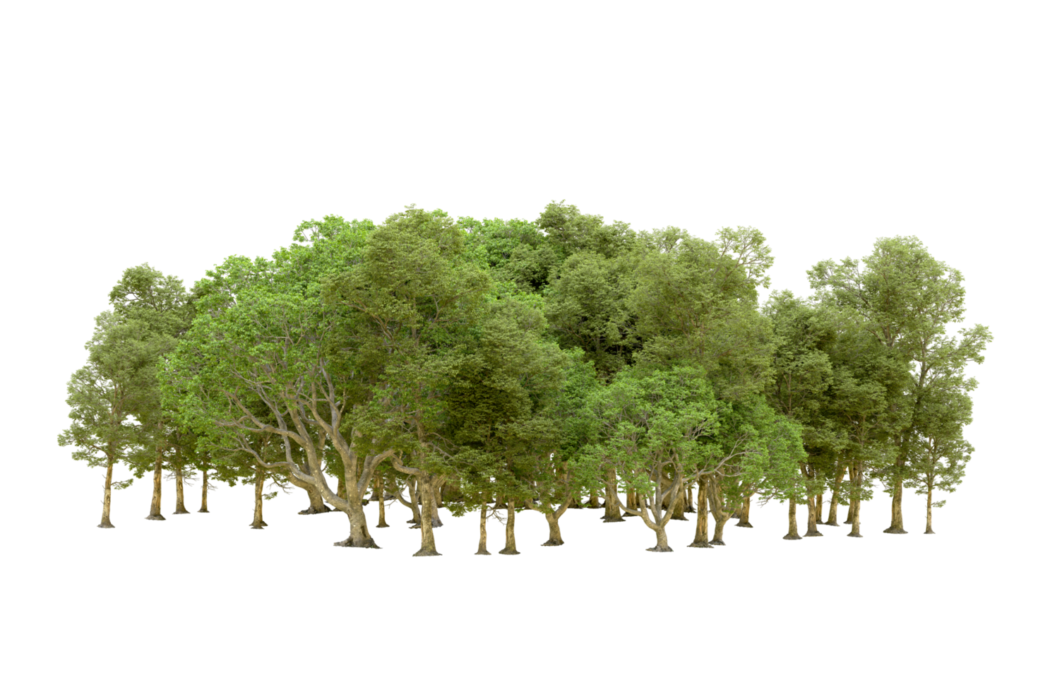 Green forest isolated on background. 3d rendering - illustration png