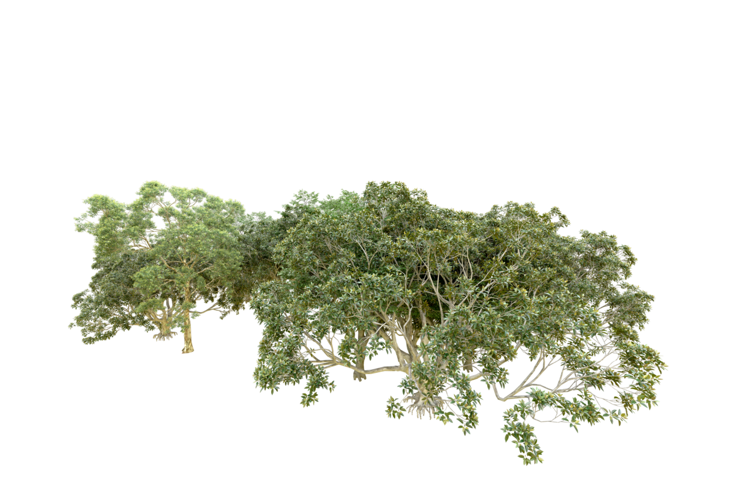 Green forest isolated on background. 3d rendering - illustration png