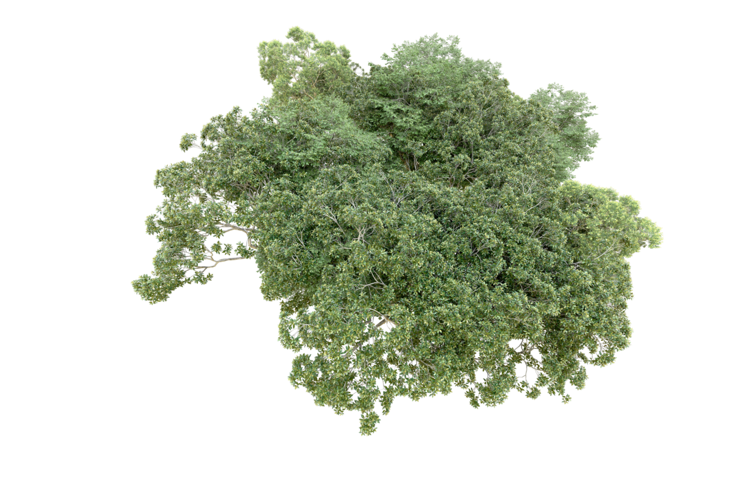 Green forest isolated on background. 3d rendering - illustration png