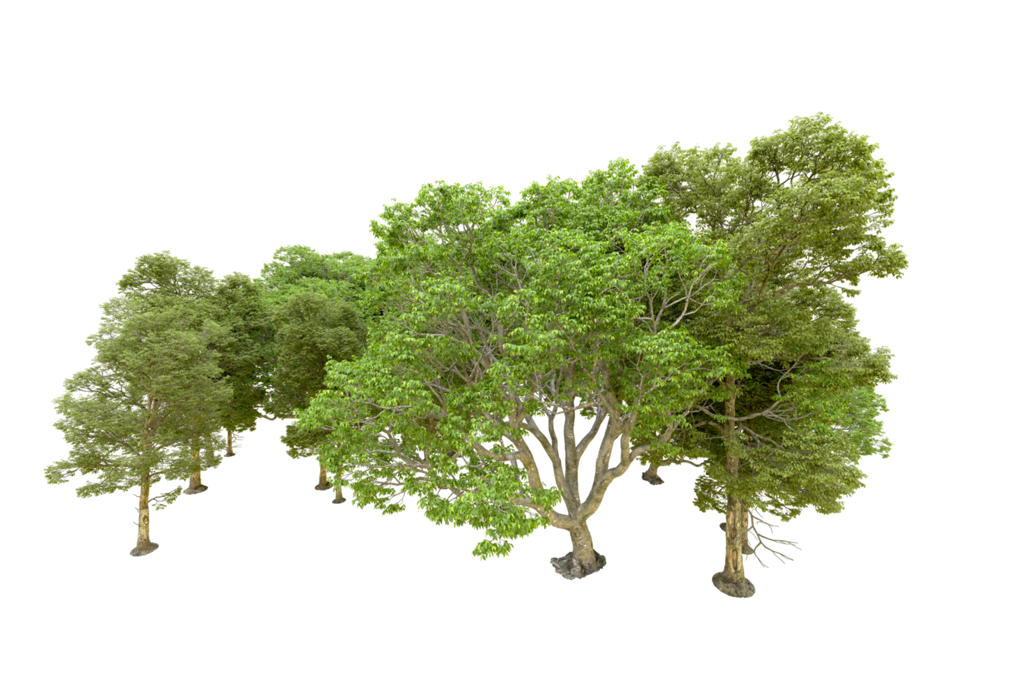 Green forest isolated on background. 3d rendering - illustration png