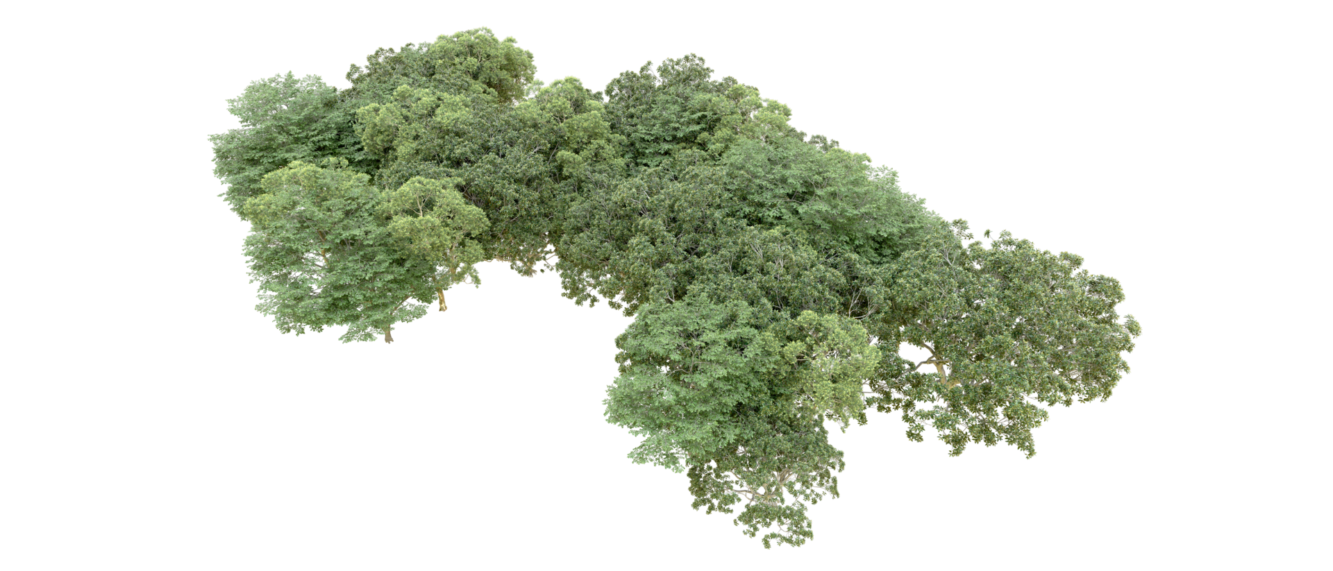 Green forest isolated on background. 3d rendering - illustration png