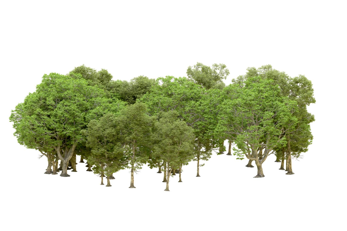 Green forest isolated on background. 3d rendering - illustration png