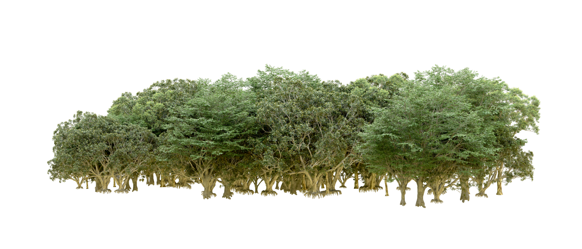 Green forest isolated on background. 3d rendering - illustration png