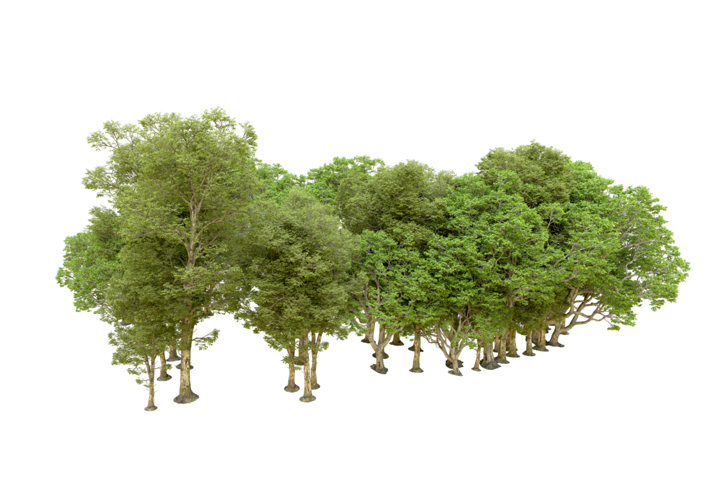 Green forest isolated on background. 3d rendering - illustration png