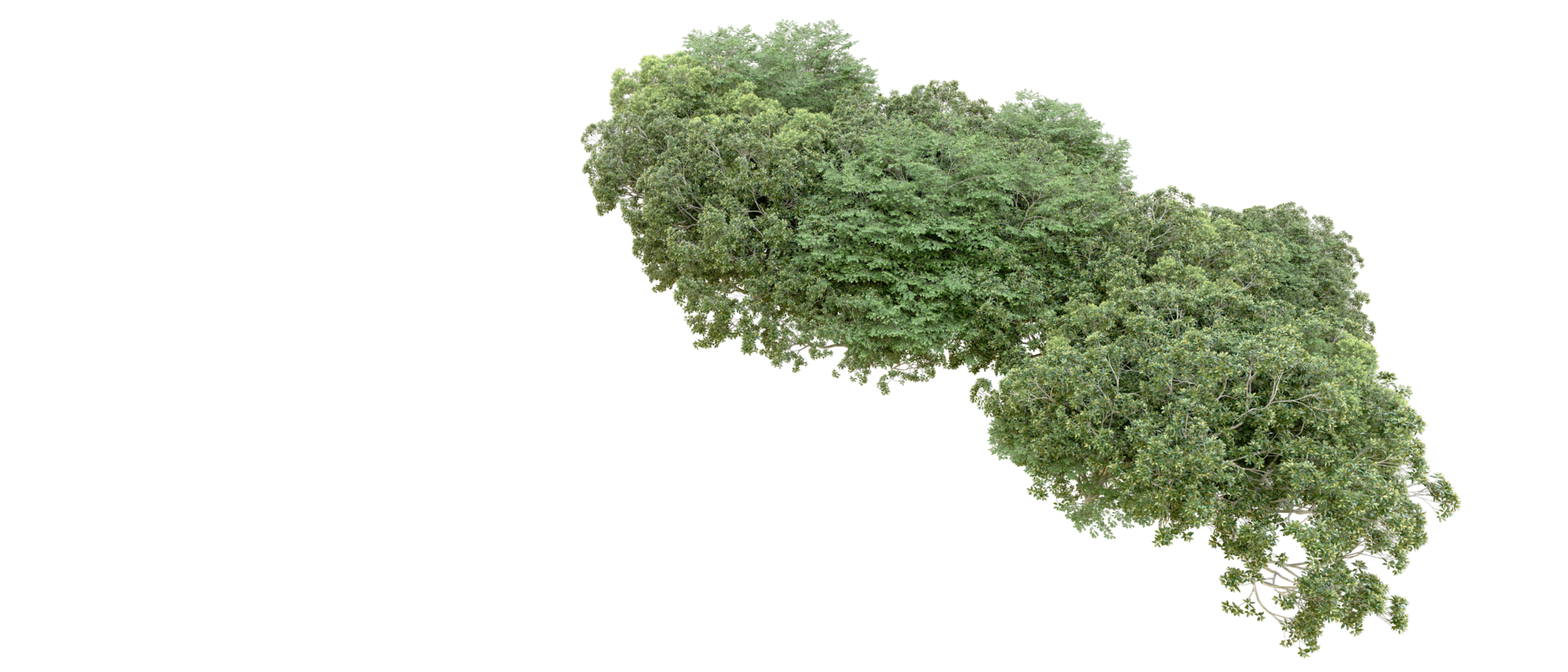 Green forest isolated on background. 3d rendering - illustration png