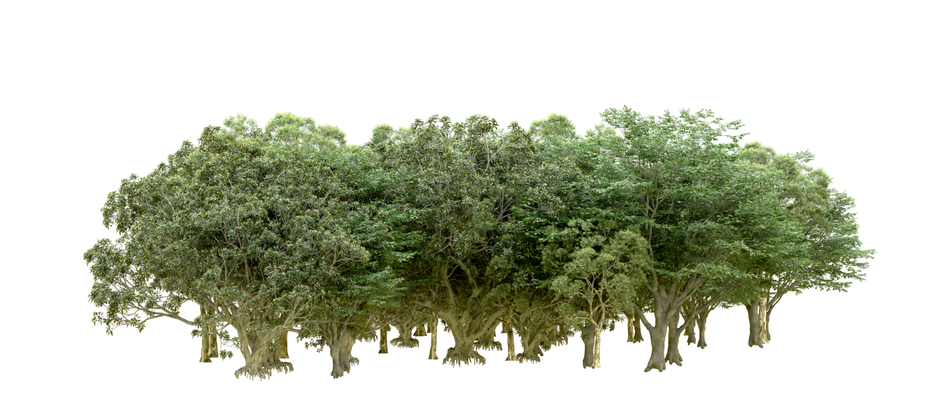 Green forest isolated on background. 3d rendering - illustration png