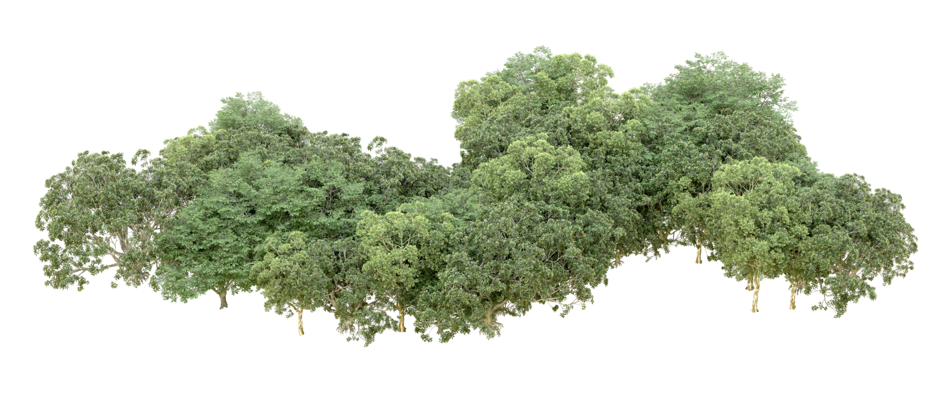 Green forest isolated on background. 3d rendering - illustration png