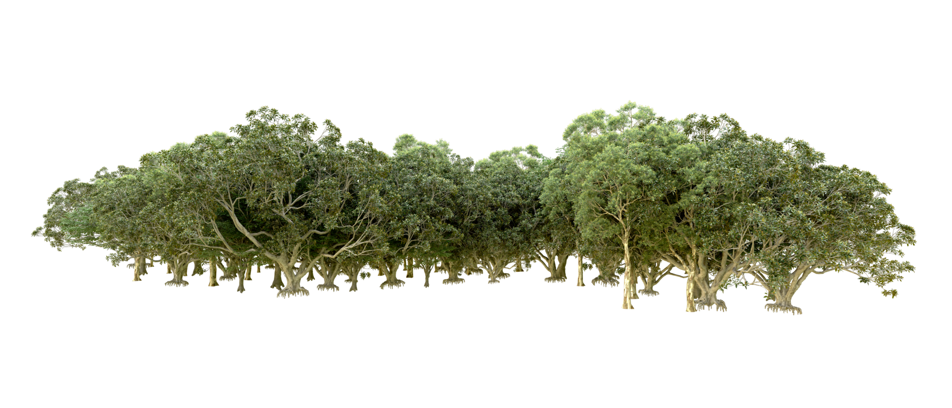 Green forest isolated on background. 3d rendering - illustration png