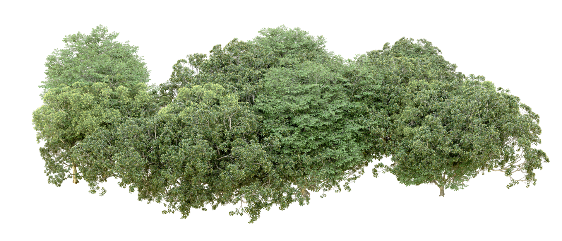 Green forest isolated on background. 3d rendering - illustration png