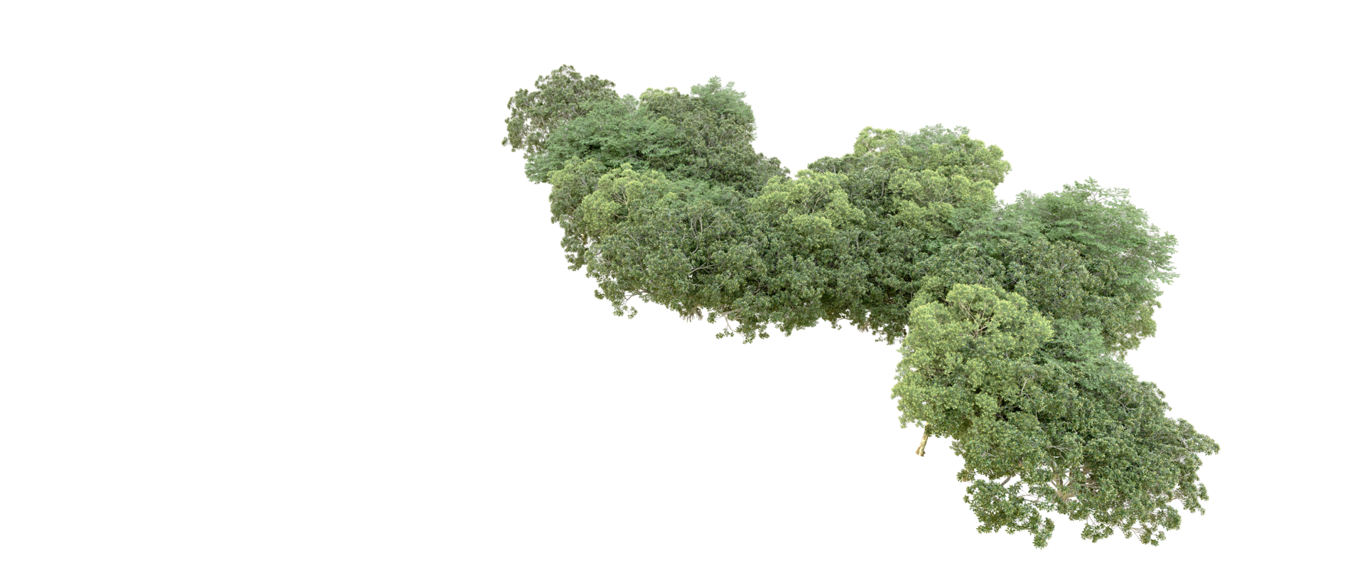 Green forest isolated on background. 3d rendering - illustration png