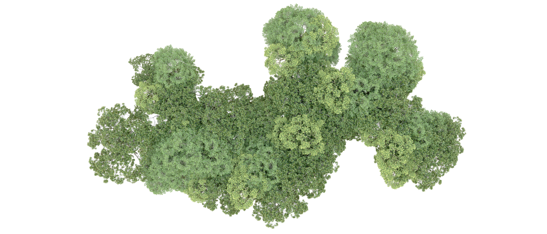 Green forest isolated on background. 3d rendering - illustration png