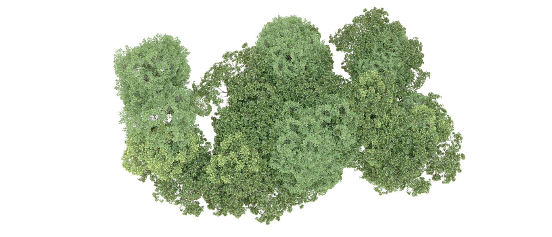 Green forest isolated on background. 3d rendering - illustration png