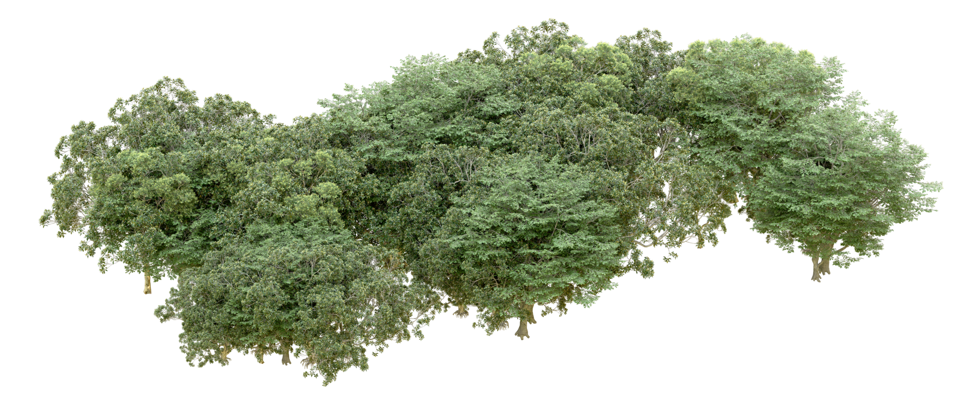 Green forest isolated on background. 3d rendering - illustration png