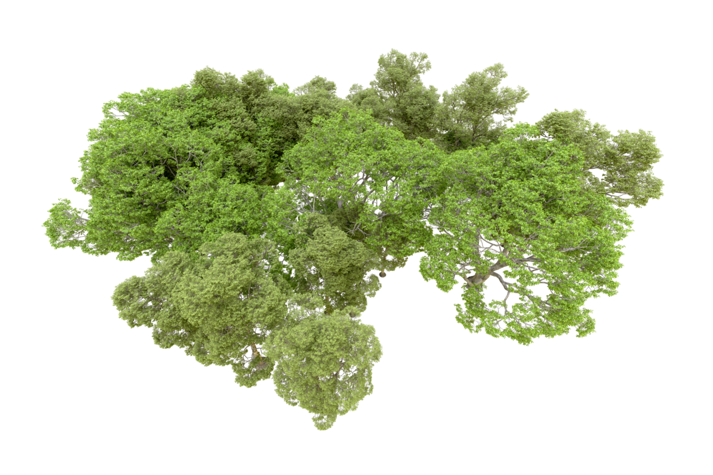 Green forest isolated on background. 3d rendering - illustration png