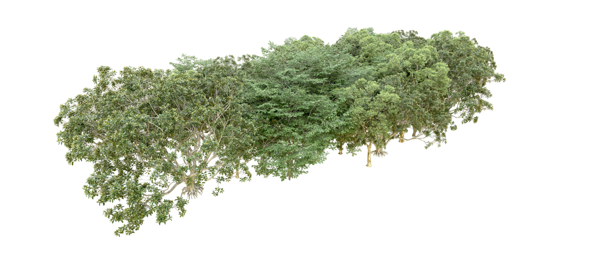 vert forêt isolé sur Contexte. 3d le rendu - illustration png