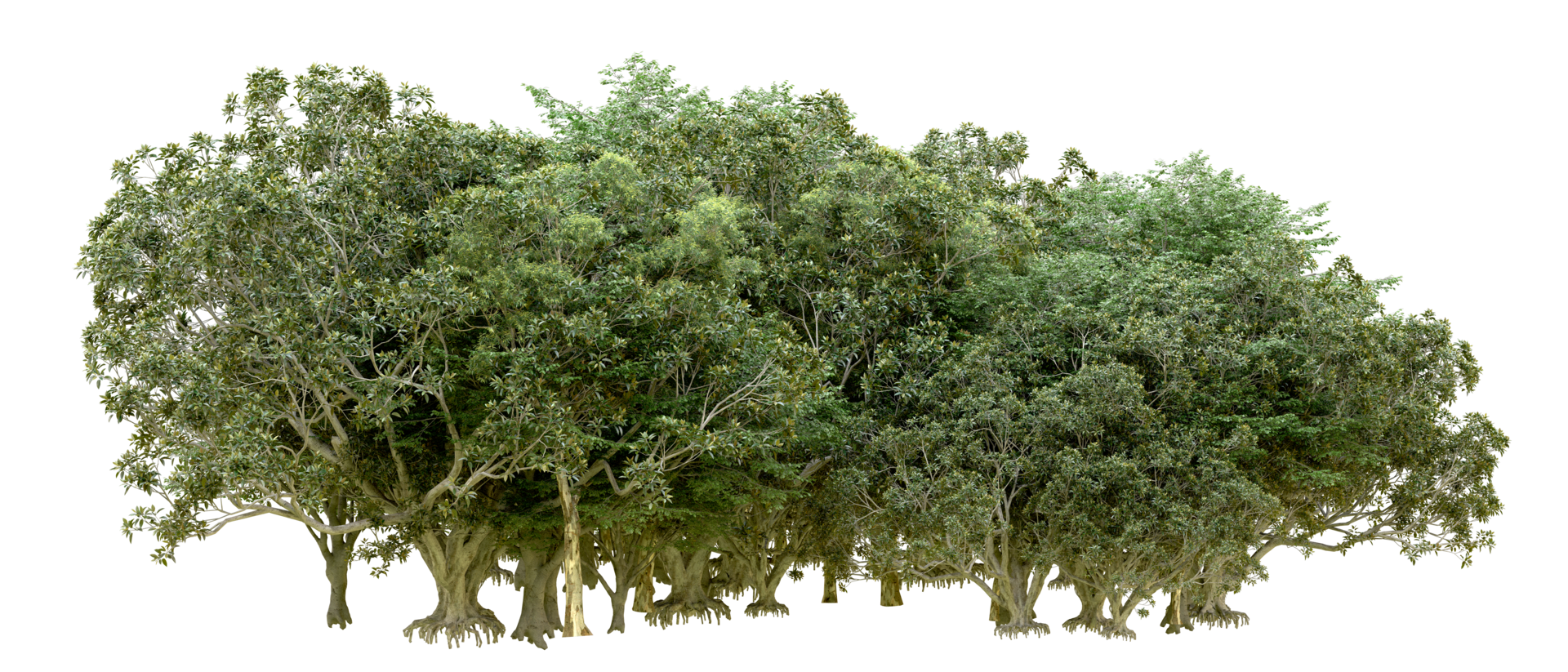 Green forest isolated on background. 3d rendering - illustration png