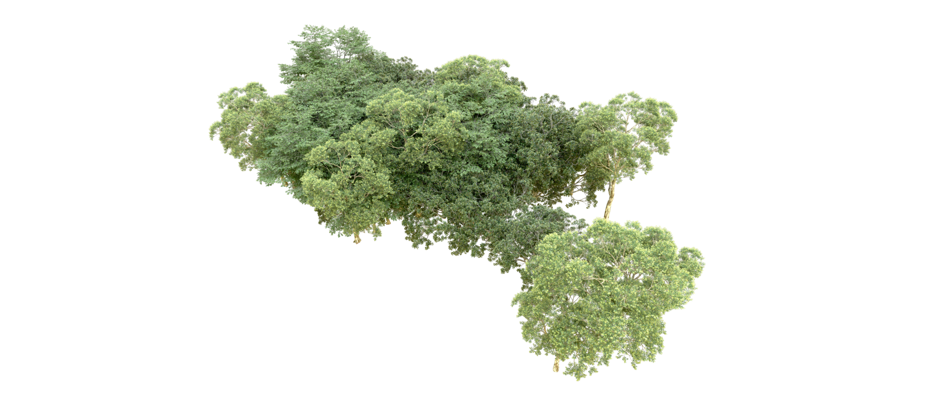 Green forest isolated on background. 3d rendering - illustration png