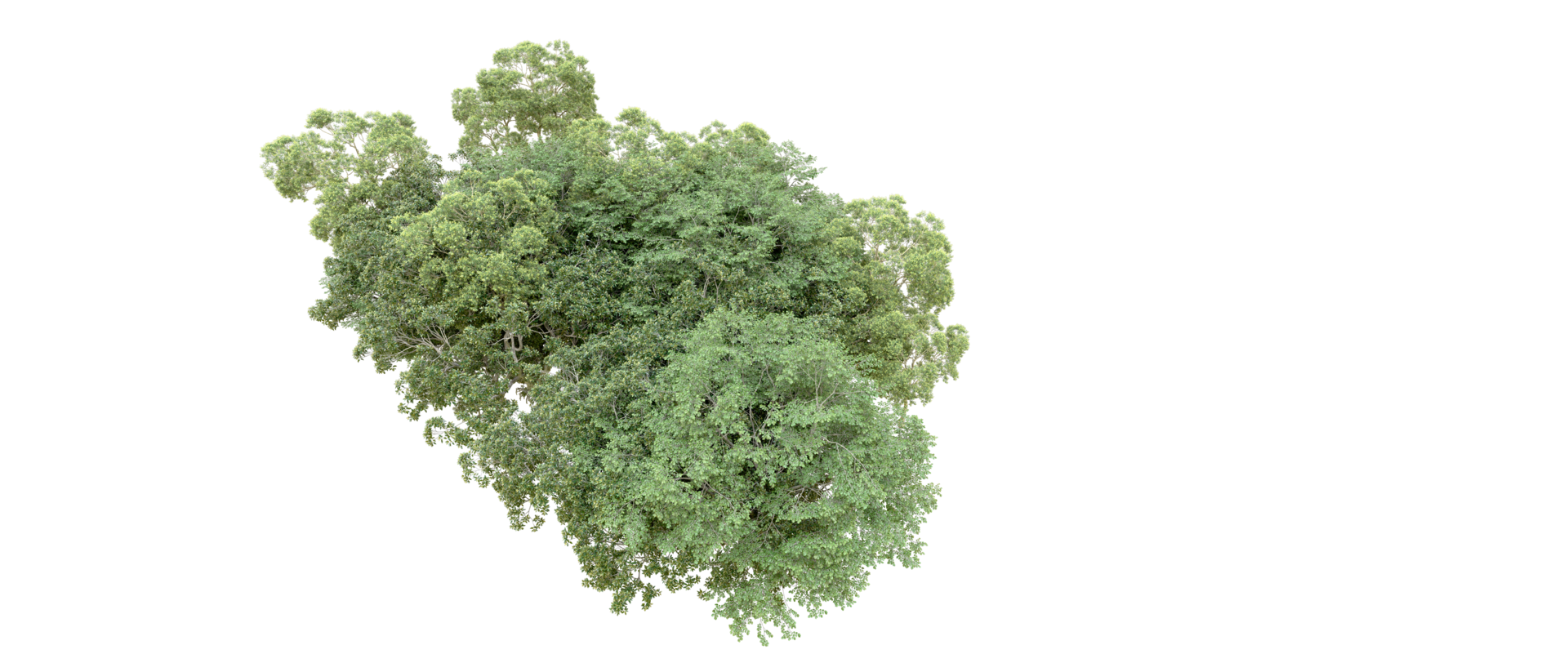 Green forest isolated on background. 3d rendering - illustration png