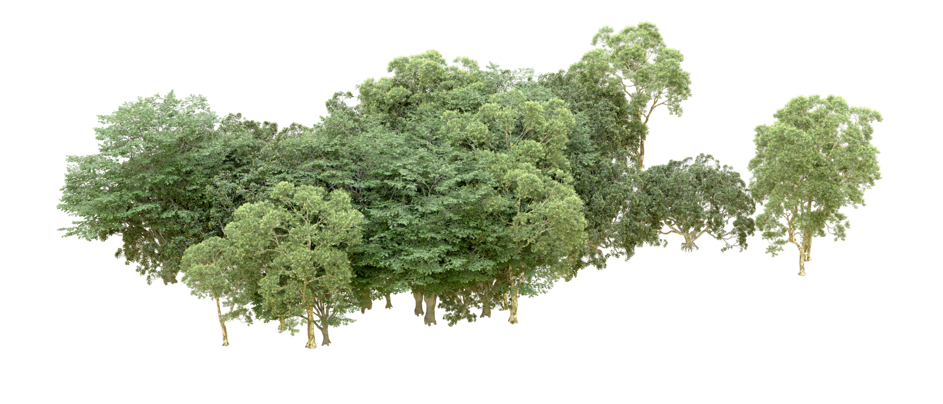 Green forest isolated on background. 3d rendering - illustration png