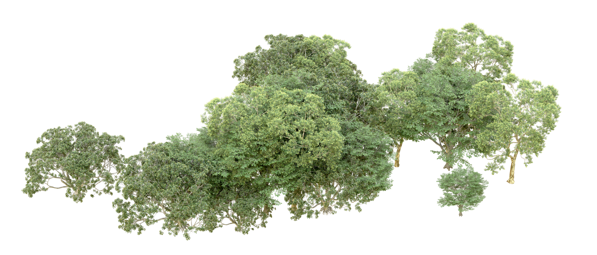 Green forest isolated on background. 3d rendering - illustration png