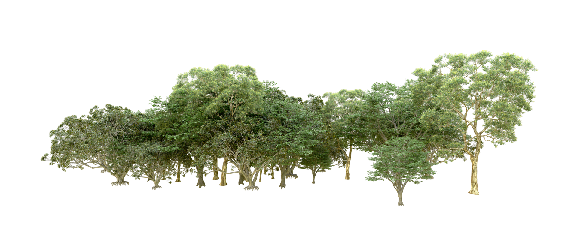 Green forest isolated on background. 3d rendering - illustration png
