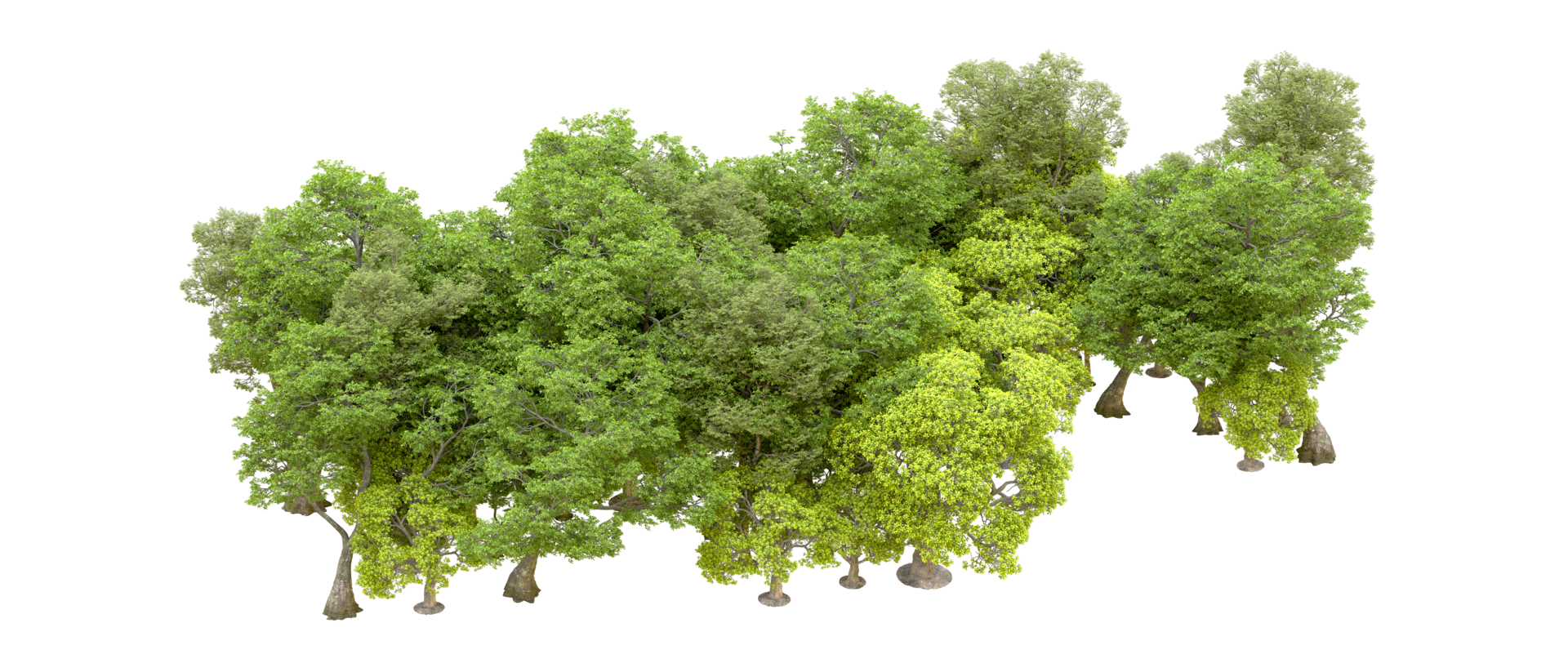 Green forest isolated on background. 3d rendering - illustration png