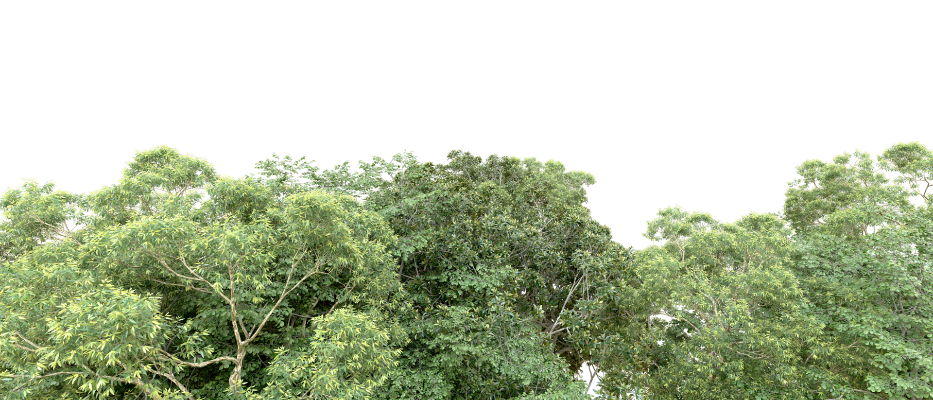 Green forest isolated on background. 3d rendering - illustration png