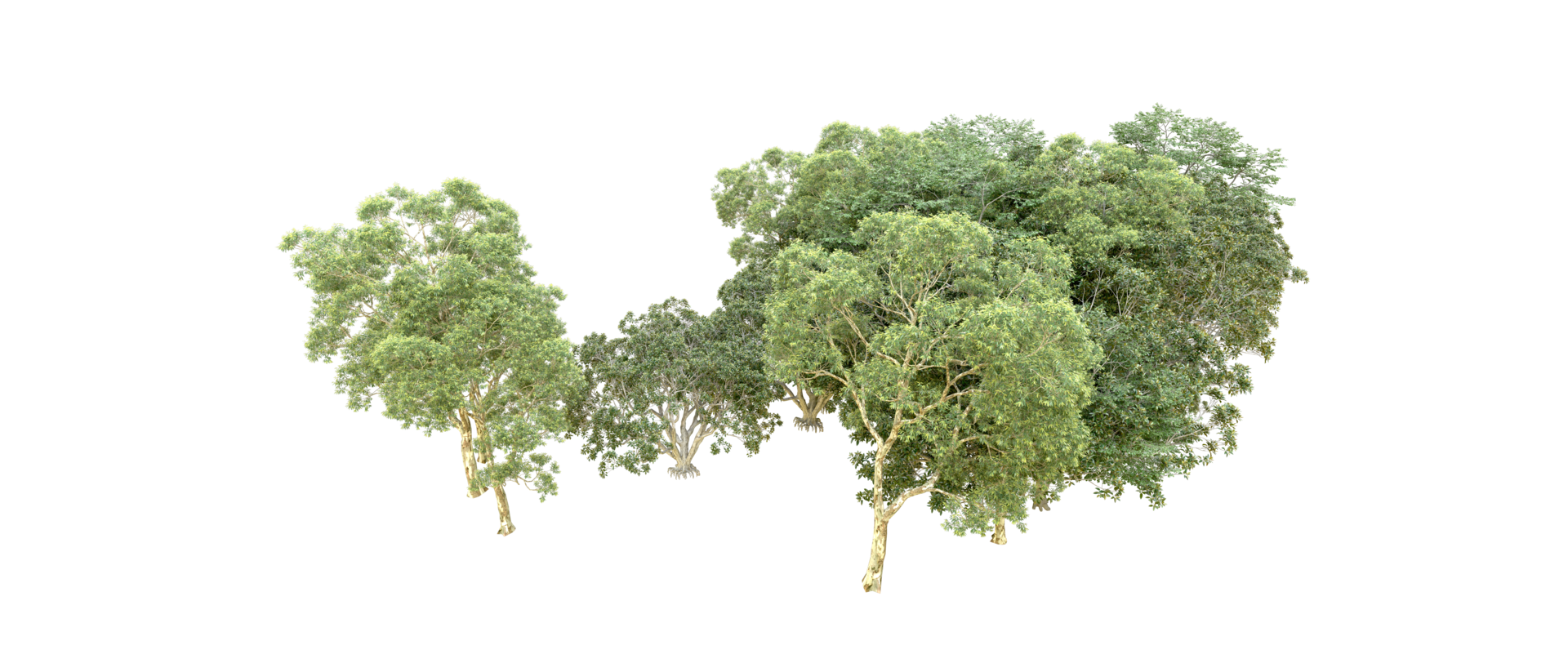 Green forest isolated on background. 3d rendering - illustration png