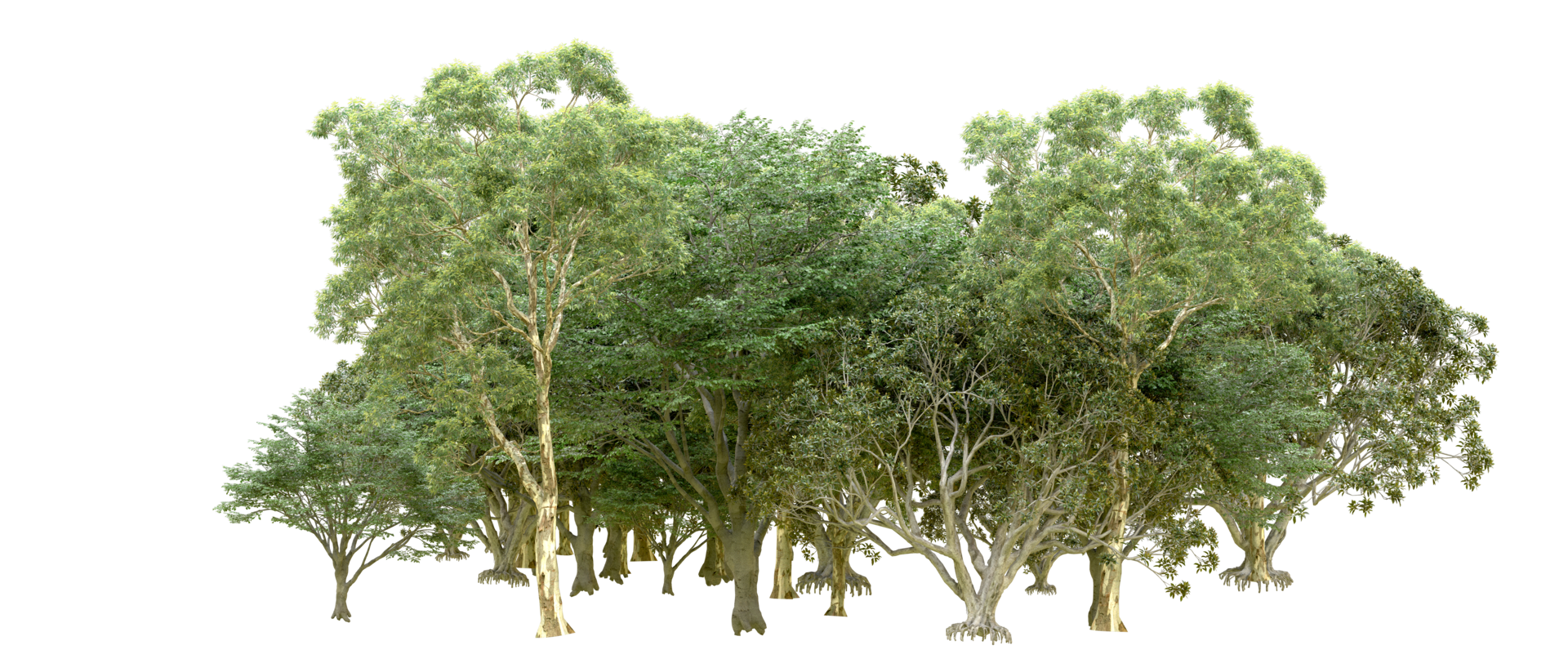 Green forest isolated on background. 3d rendering - illustration png