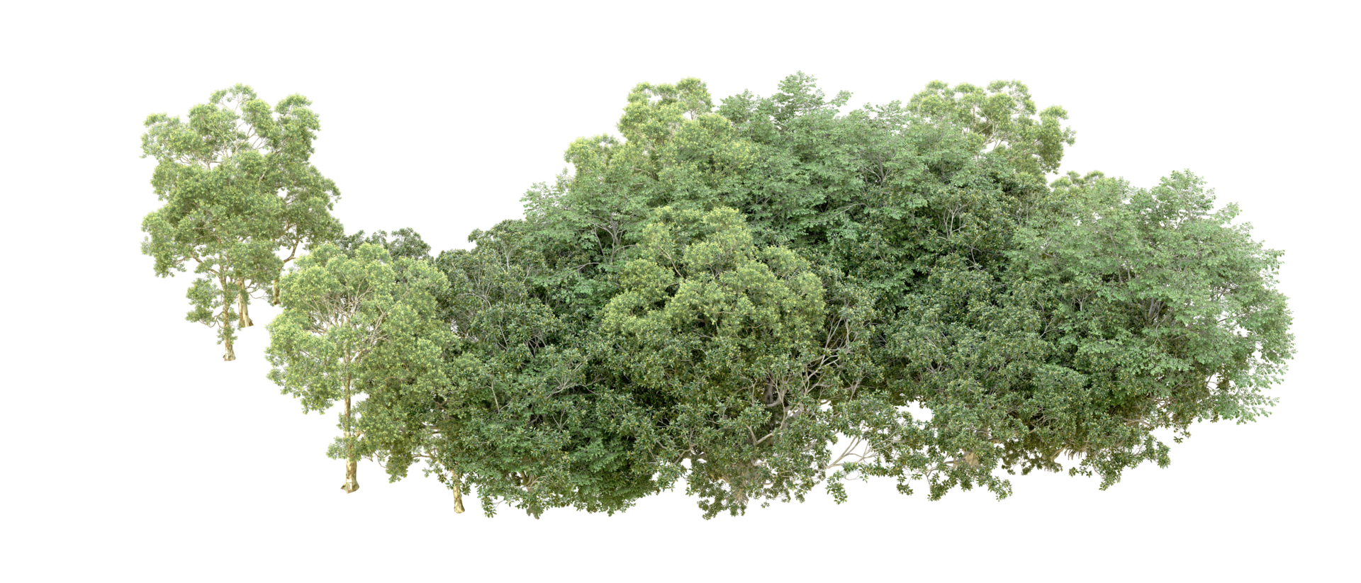 Green forest isolated on background. 3d rendering - illustration png